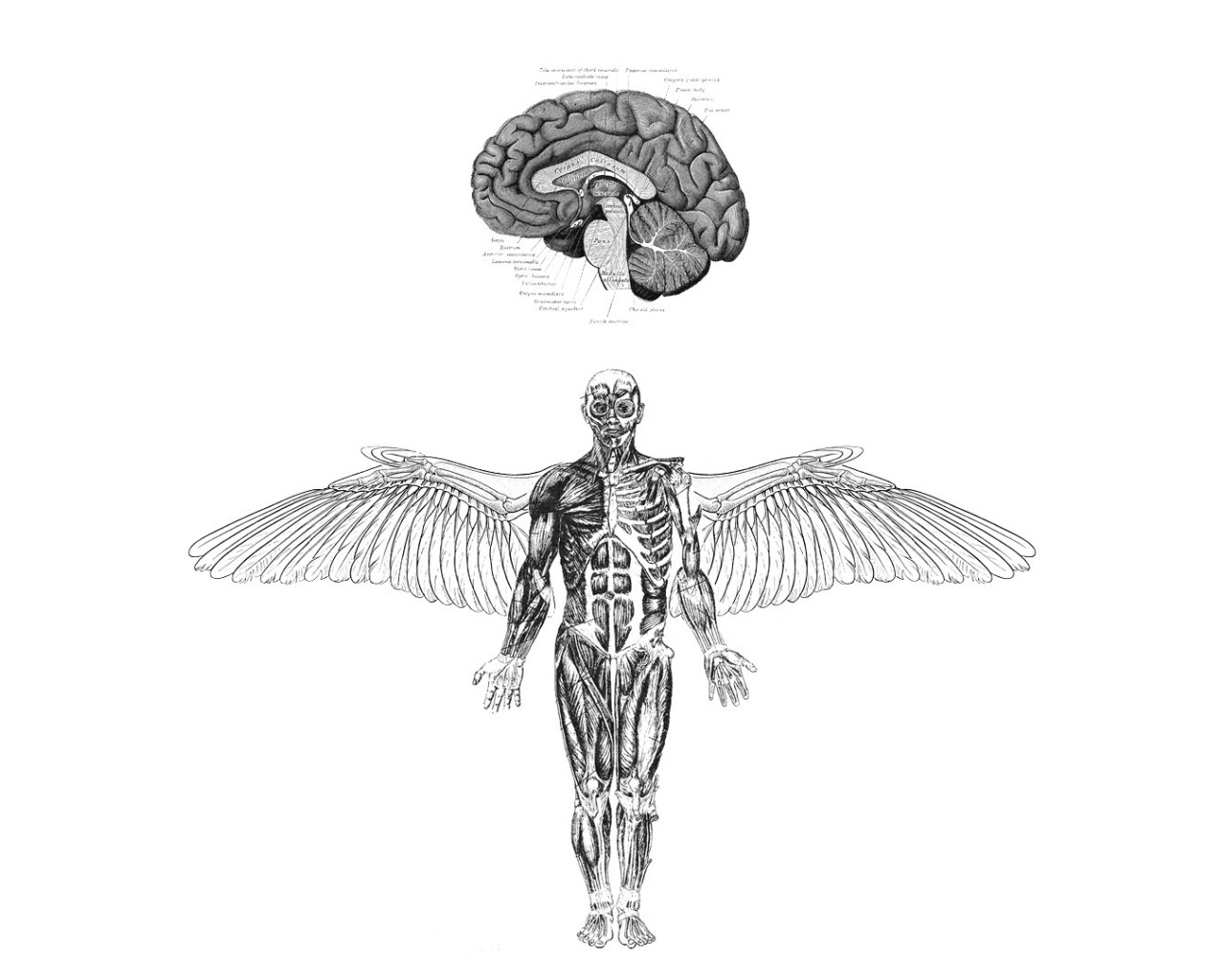 Анатомия летающего человека