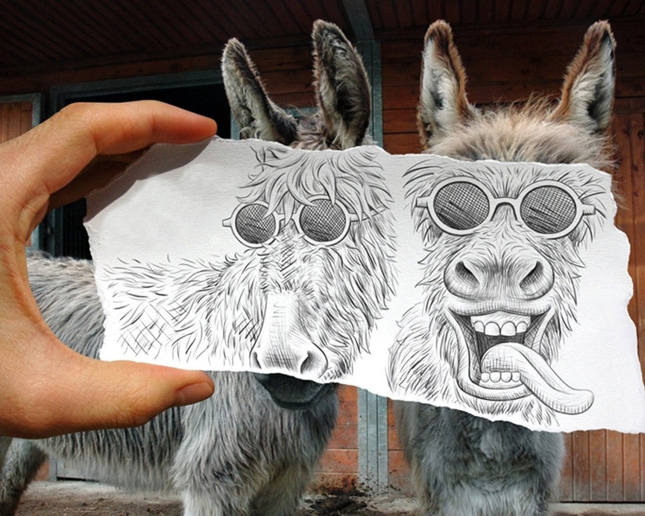 Рисунок поверх фото ослов