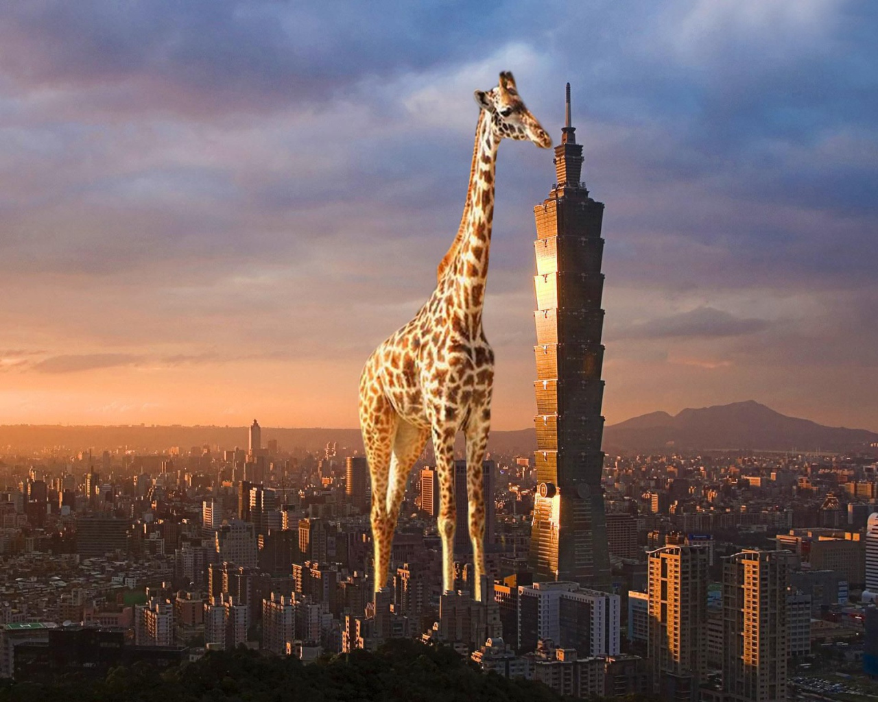 Жираф выше небоскреба