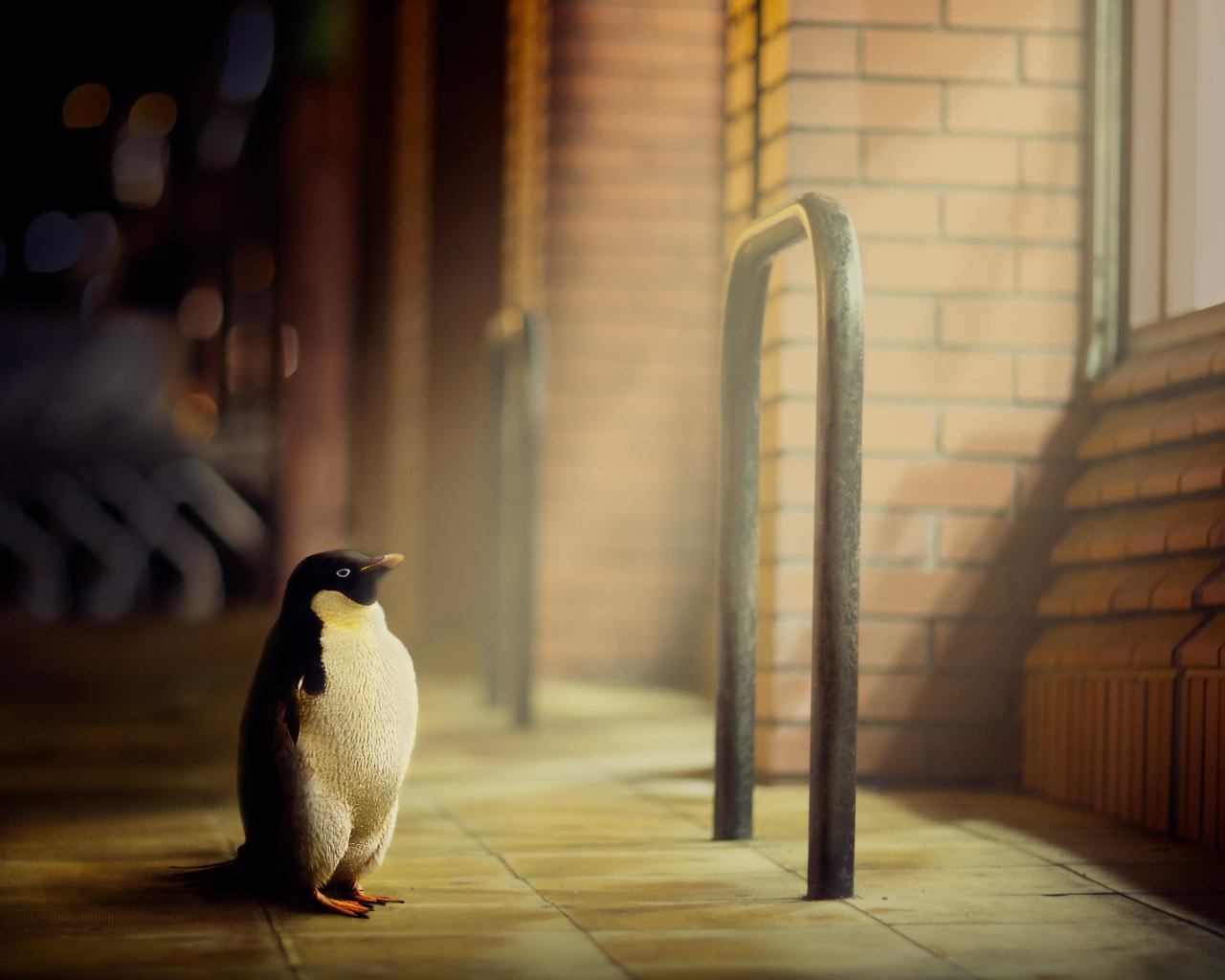 Пингвин стоит у окна