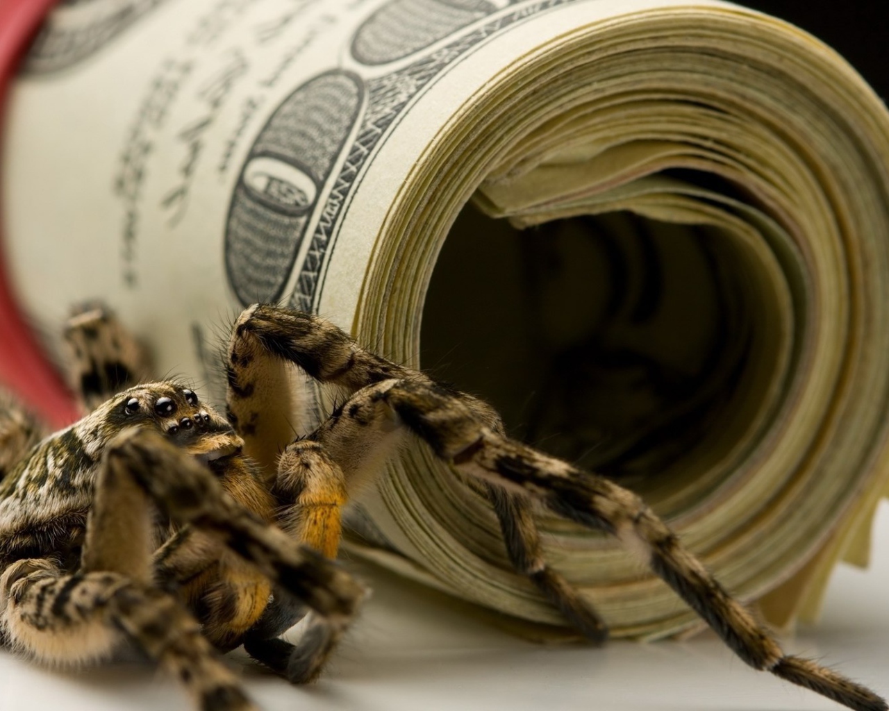Паук и пачки долларов