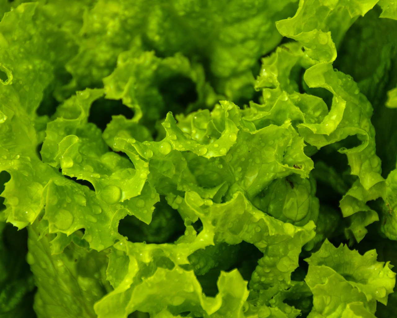 Листья зеленого салата