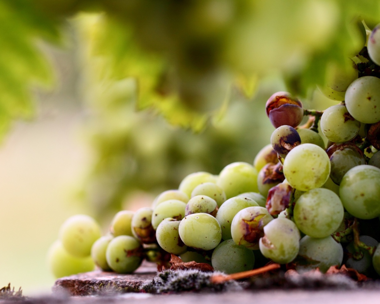 Кисть подпорченного винограда