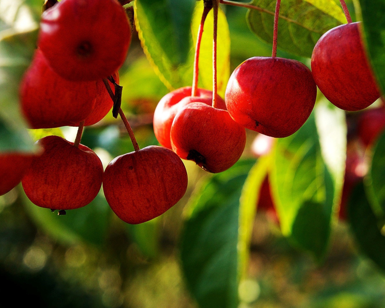 Грозди яблок на ветке дерева