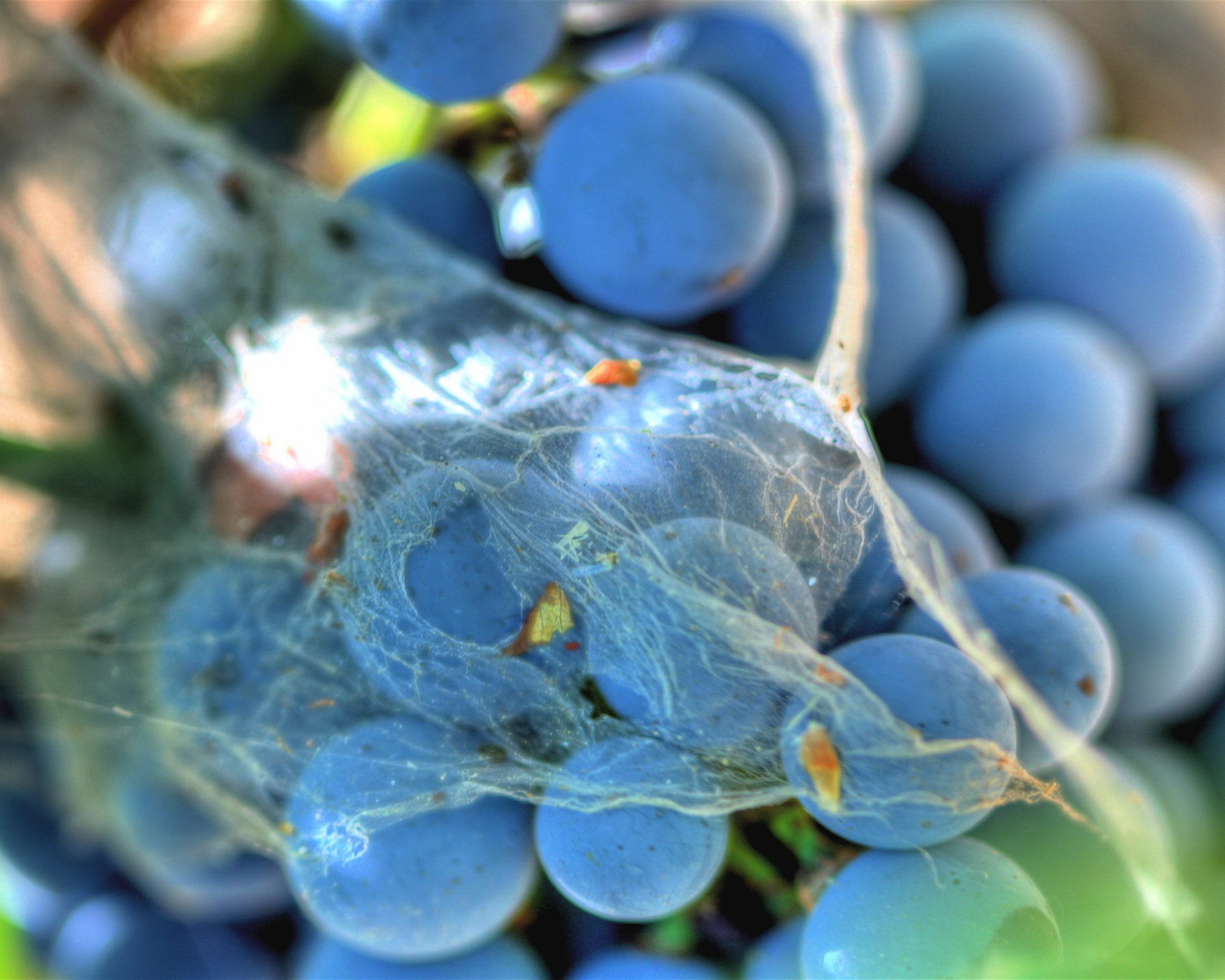 Паутинка на винограде