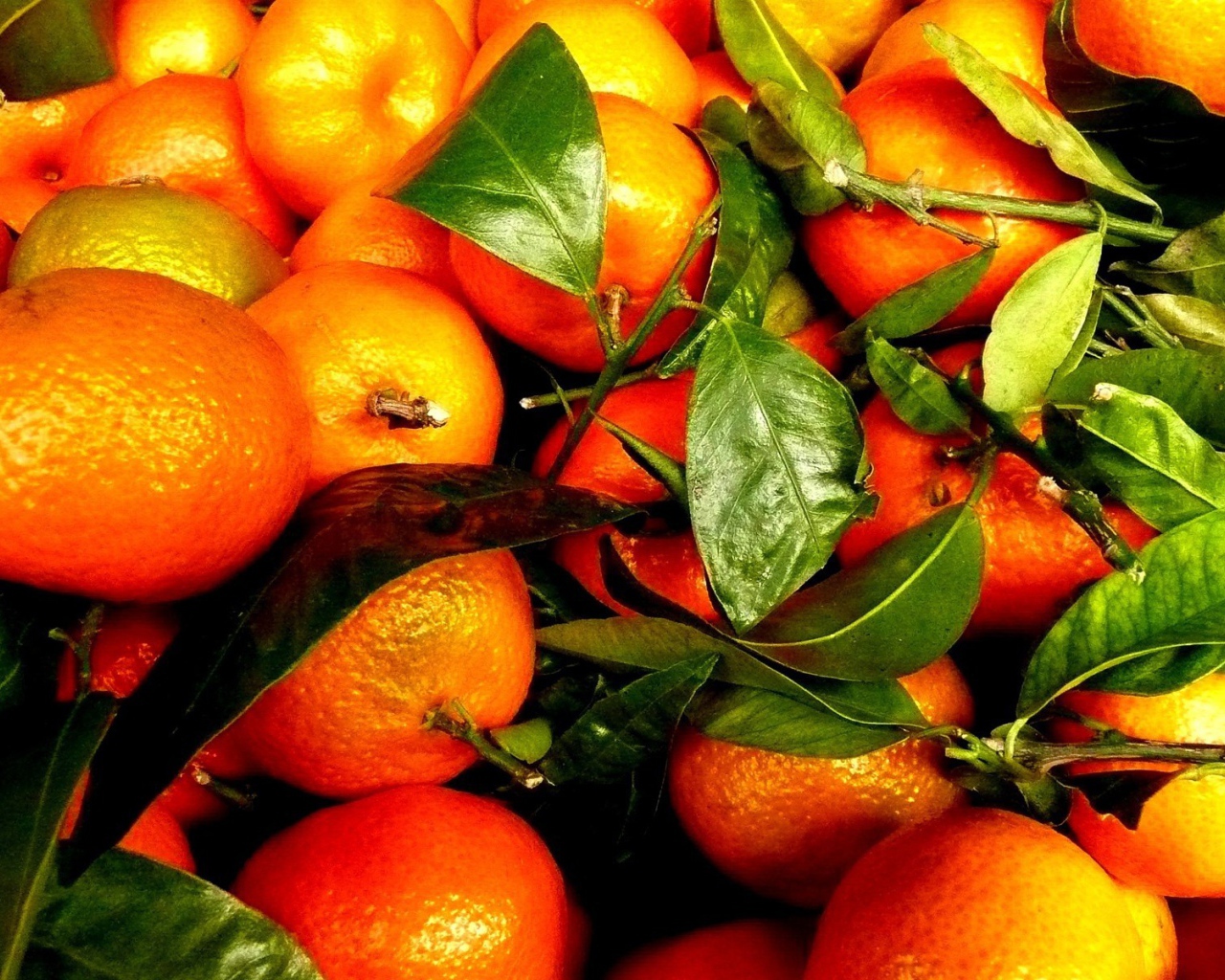 Зрелые плоды и веточки с апельсинового дерева