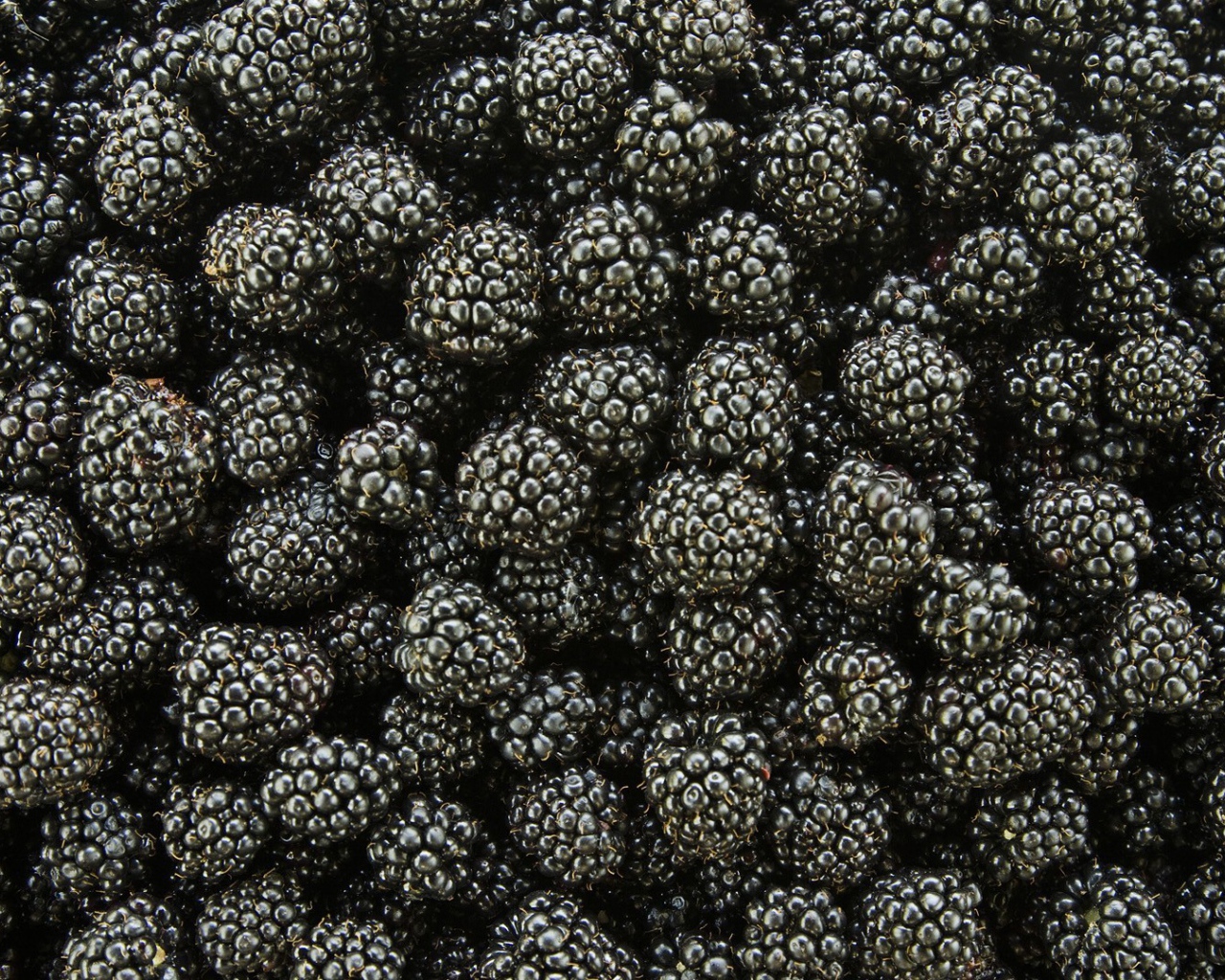 Спелые ягоды ежевики