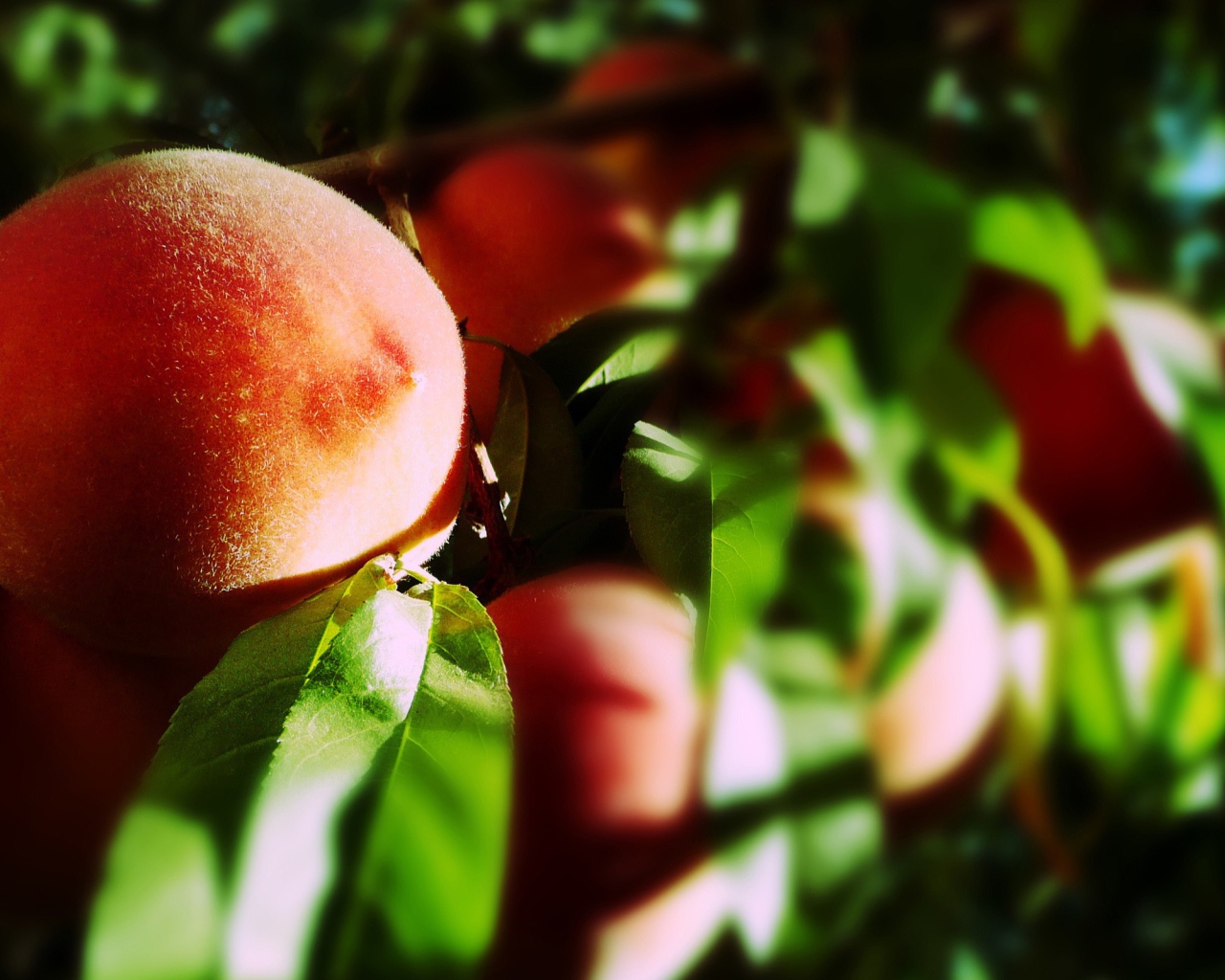 Спелые плоды персика на ветке