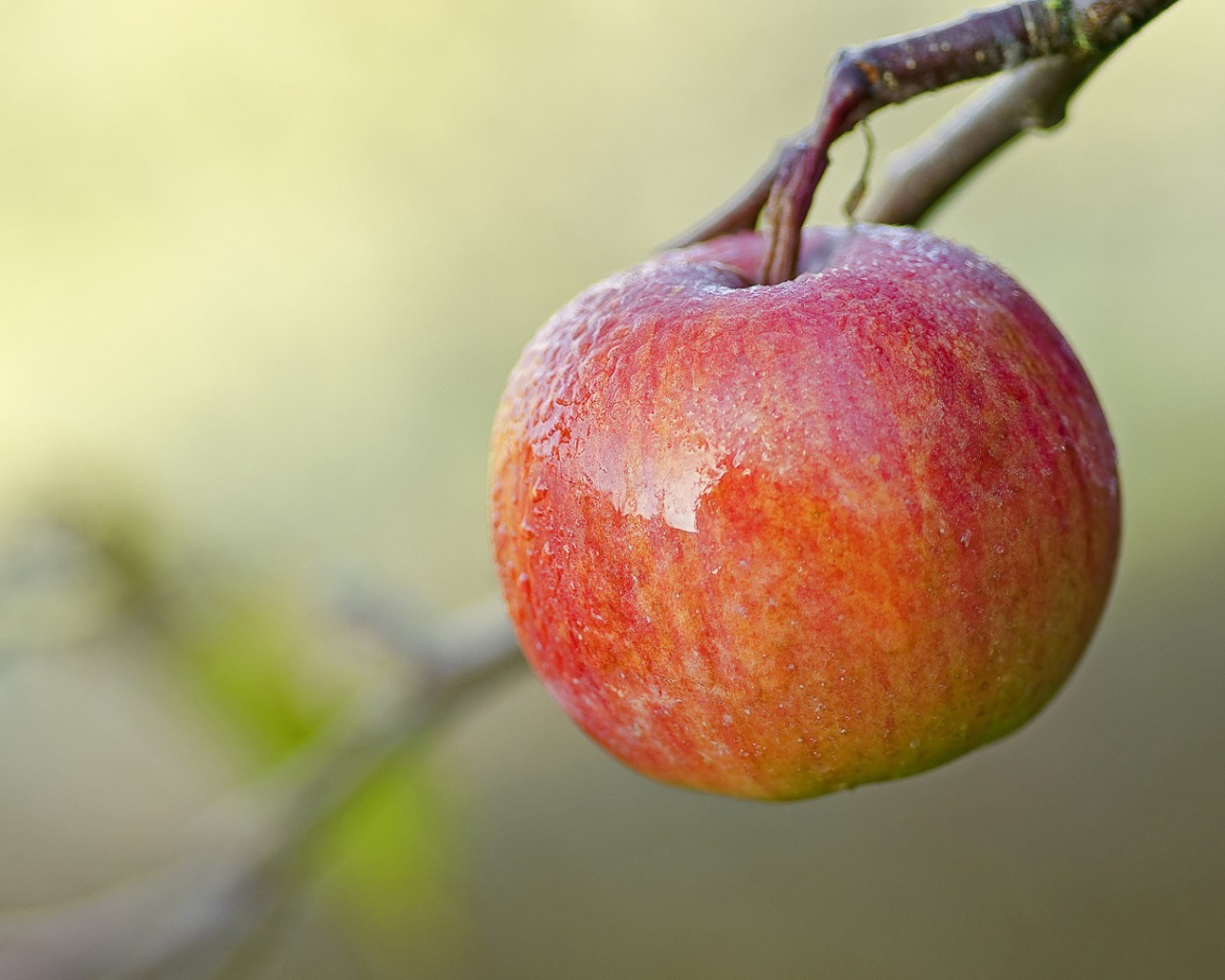 Спелое красное яблоко на ветке