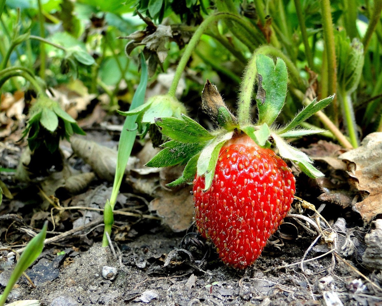 Спелая клубника просится в корзинку