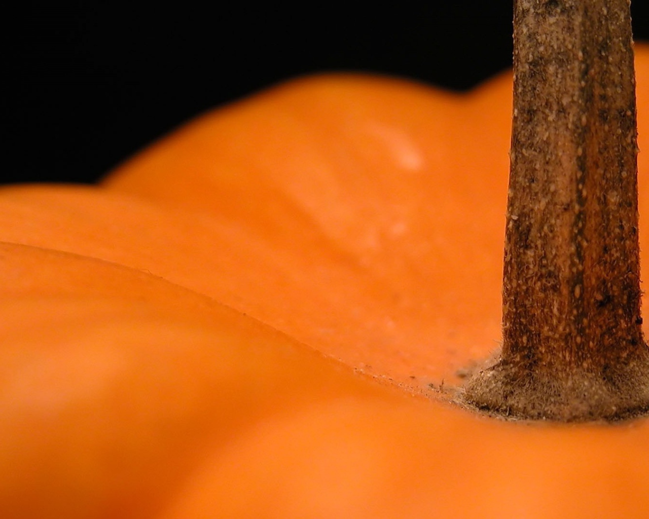 Хвостик оранжевой тыквы