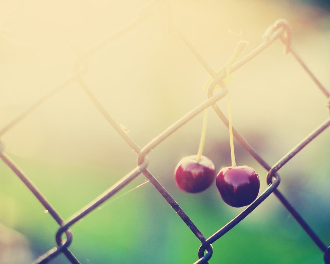 Две вишни висят на сетке