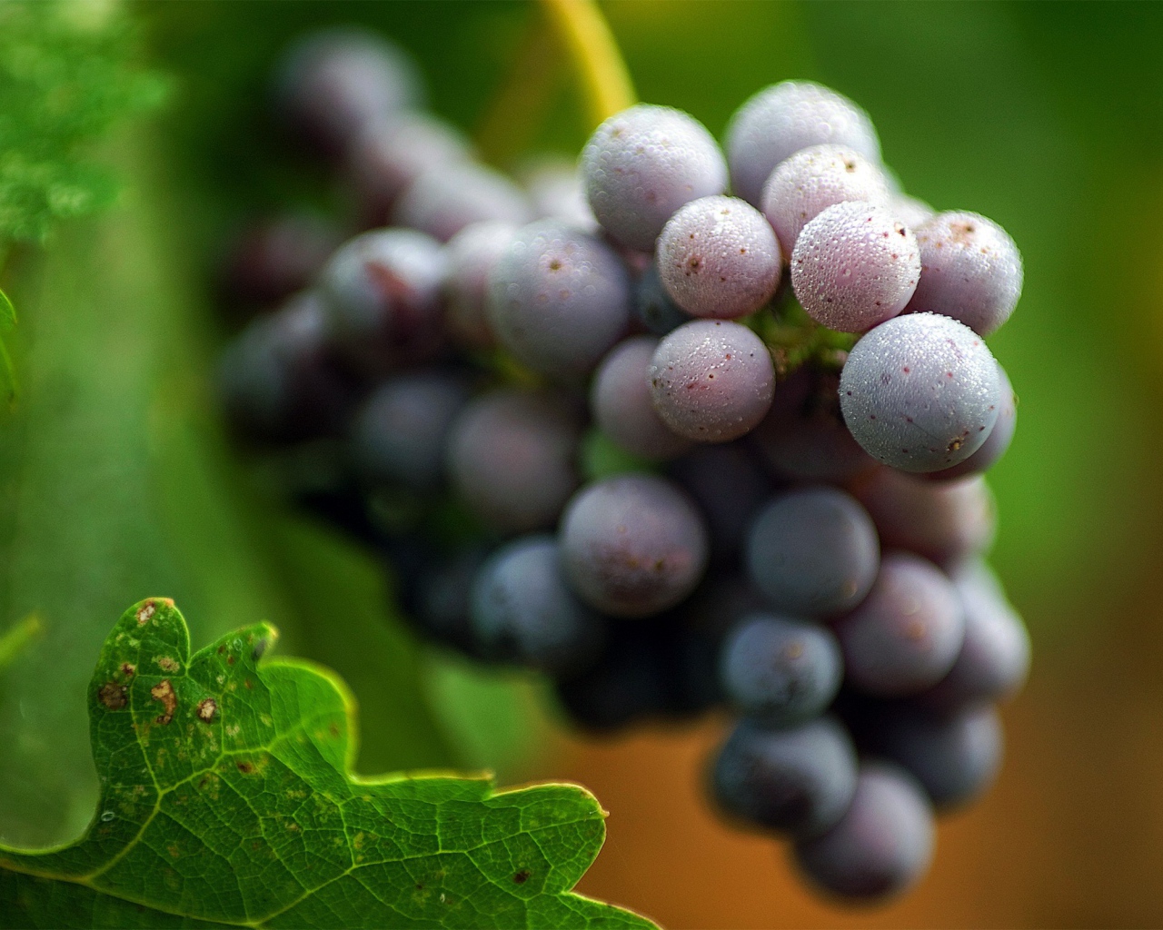 Белый налет на винограде