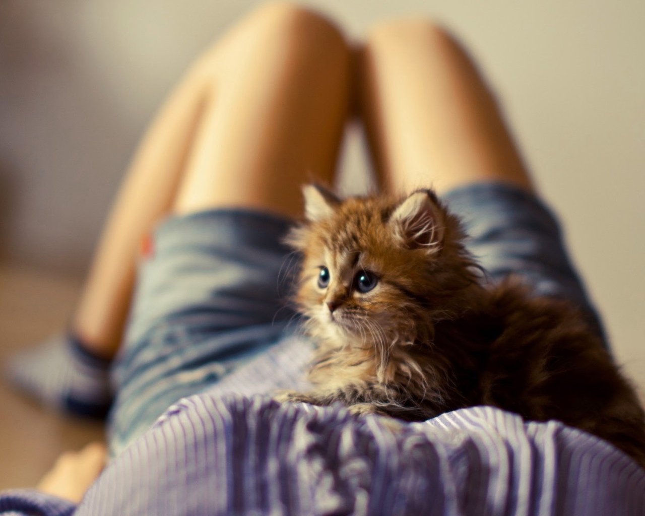 Лохматый котенок на животе у девушки