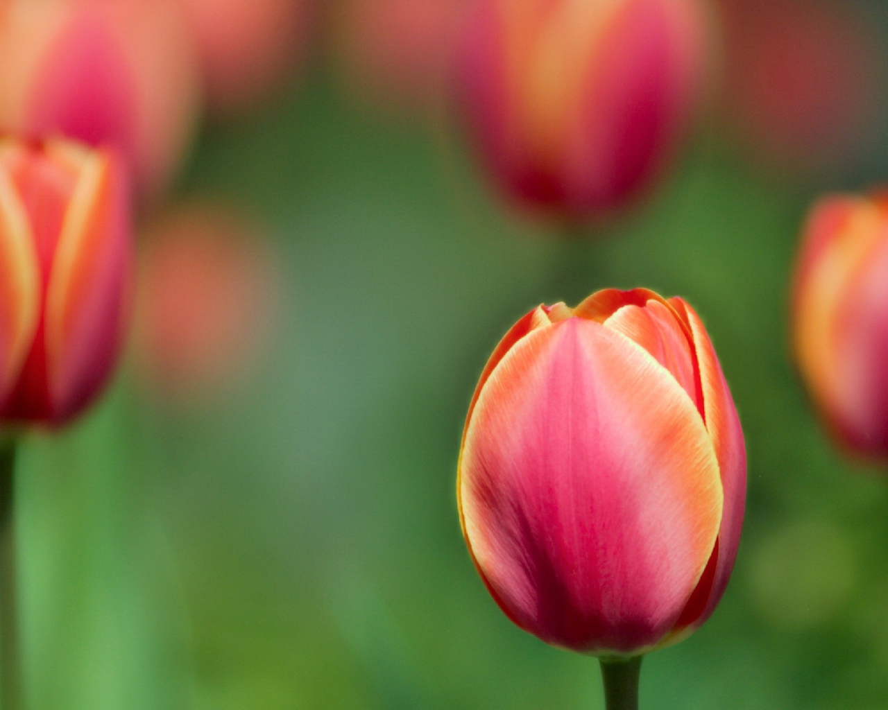 Цветы тюльпаны на 8 марта