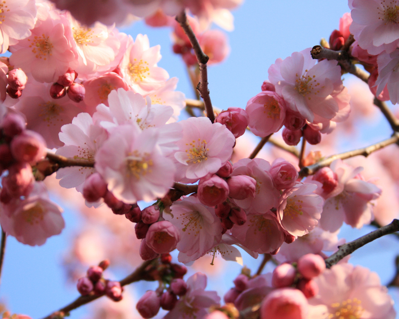 Розовые цветы на деревьях на 8 марта