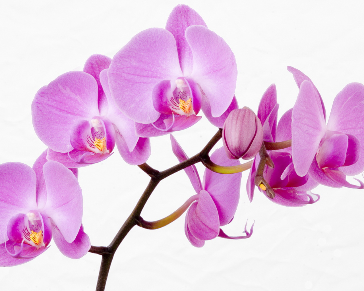 Веточка с красивыми цветами для девушки на 8 марта