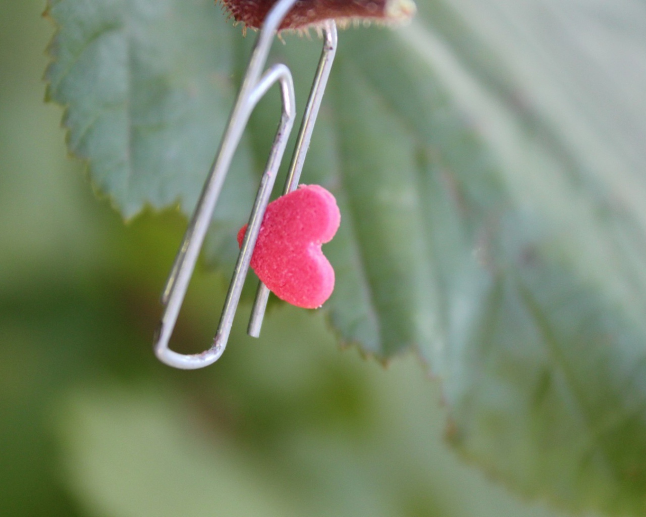 Скрепка с сердцем на зеленом листике