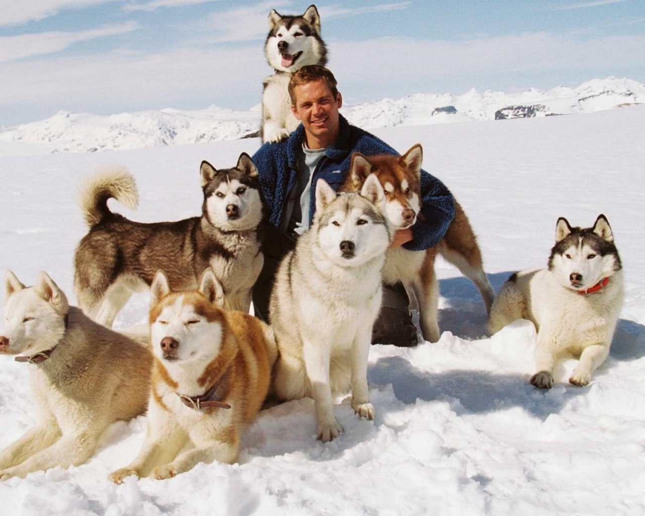 Dogs from the movie Eight Below