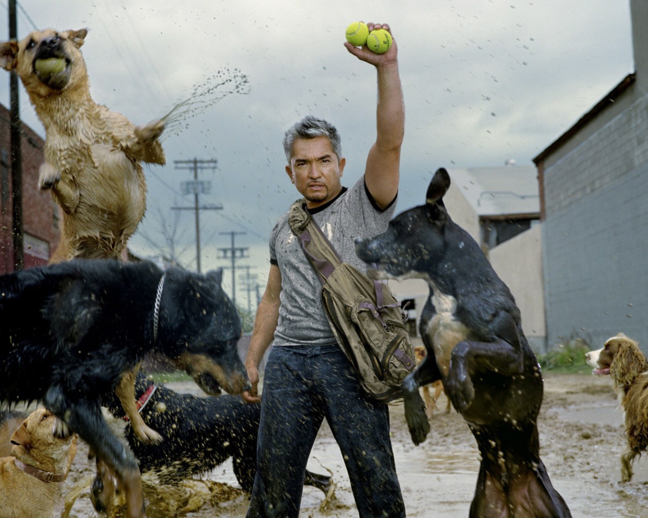 Фильм Переводчик с собачьего