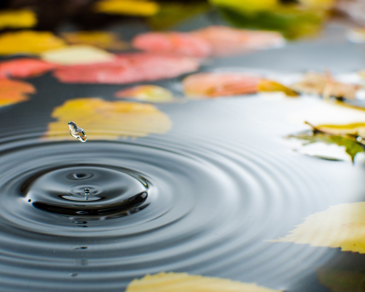 Капля воды в луже