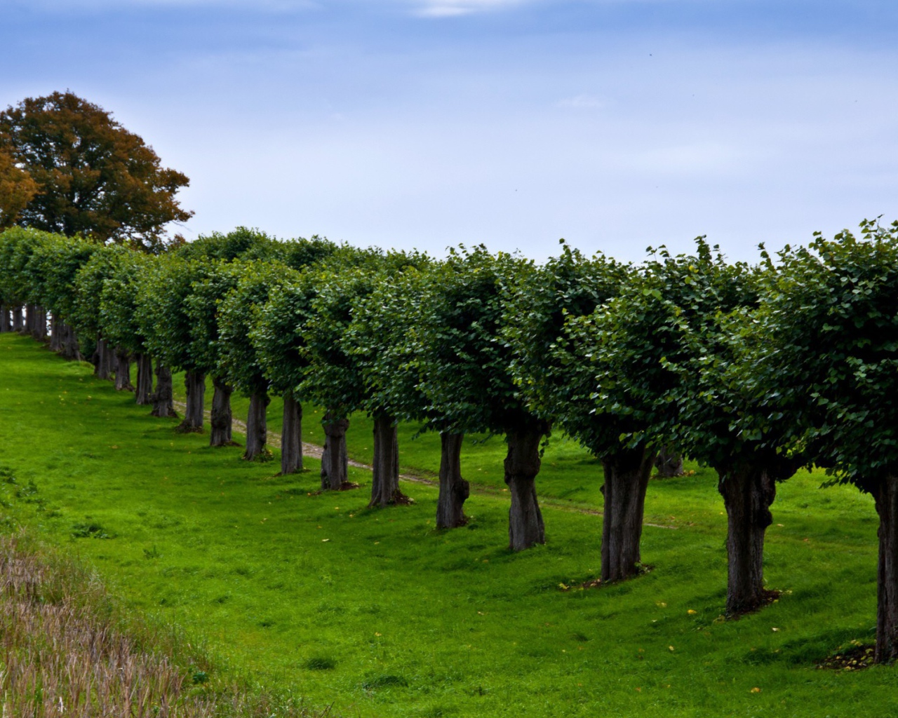 Ряд подстриженных деревьев вдоль тропинки