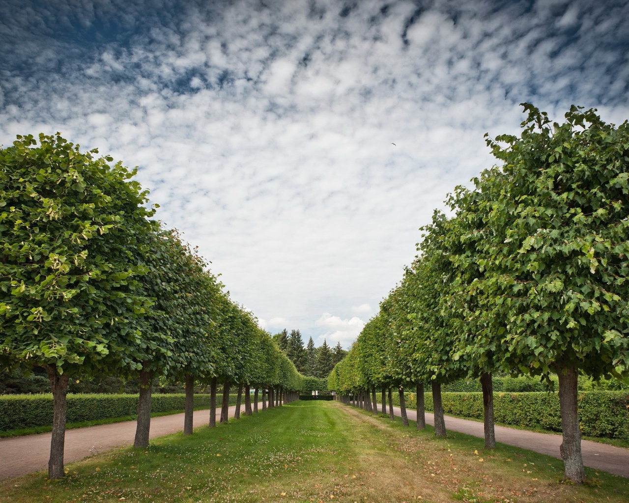 Аккуратная аллея лиственных деревьев