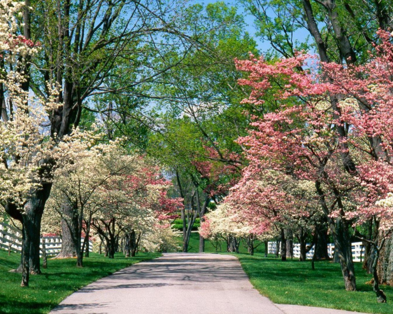 Аллея для прогулок в цветущем парке