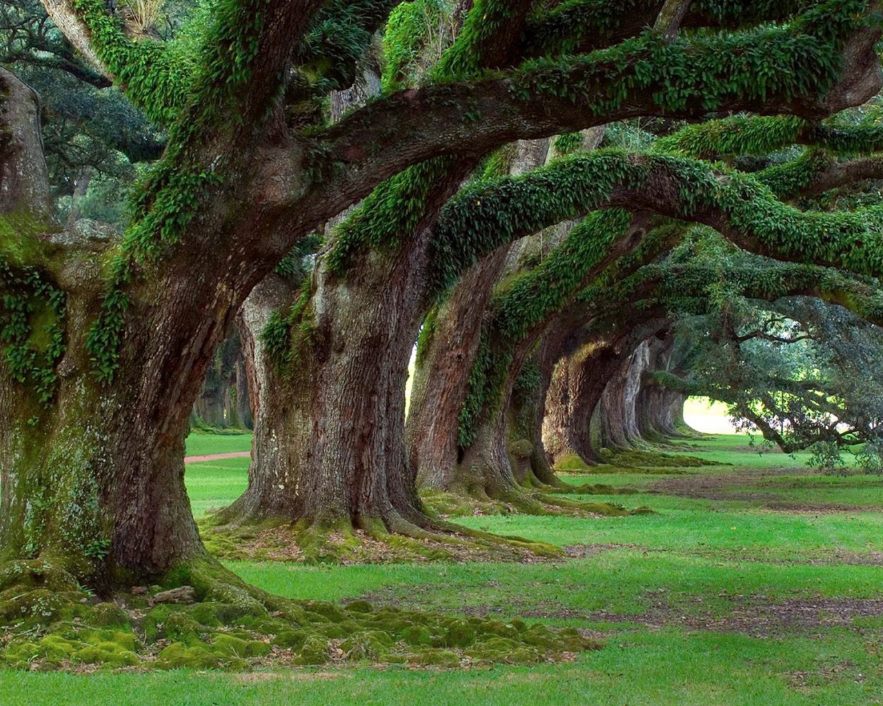 Аллея старых могучих деревьев в парке