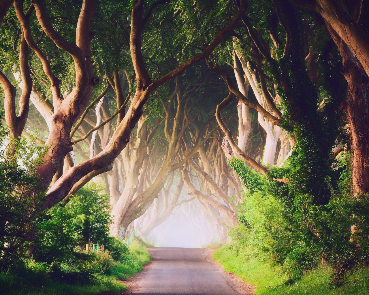 Аллея старых деревьев в Ирландии