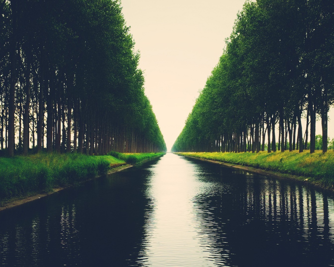 Аллея деревьев на берегу канала