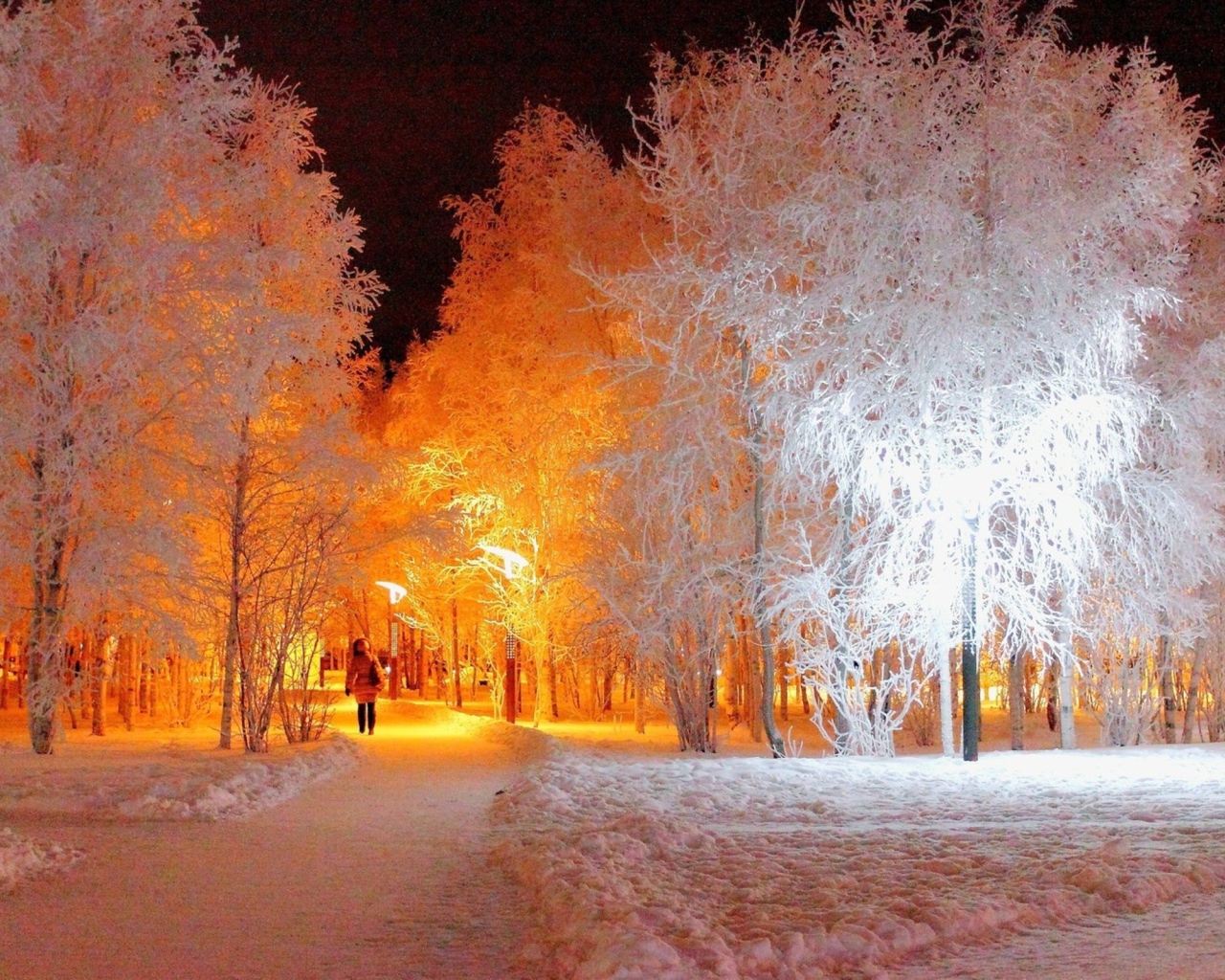 Подсветка покрытых инеем деревьев