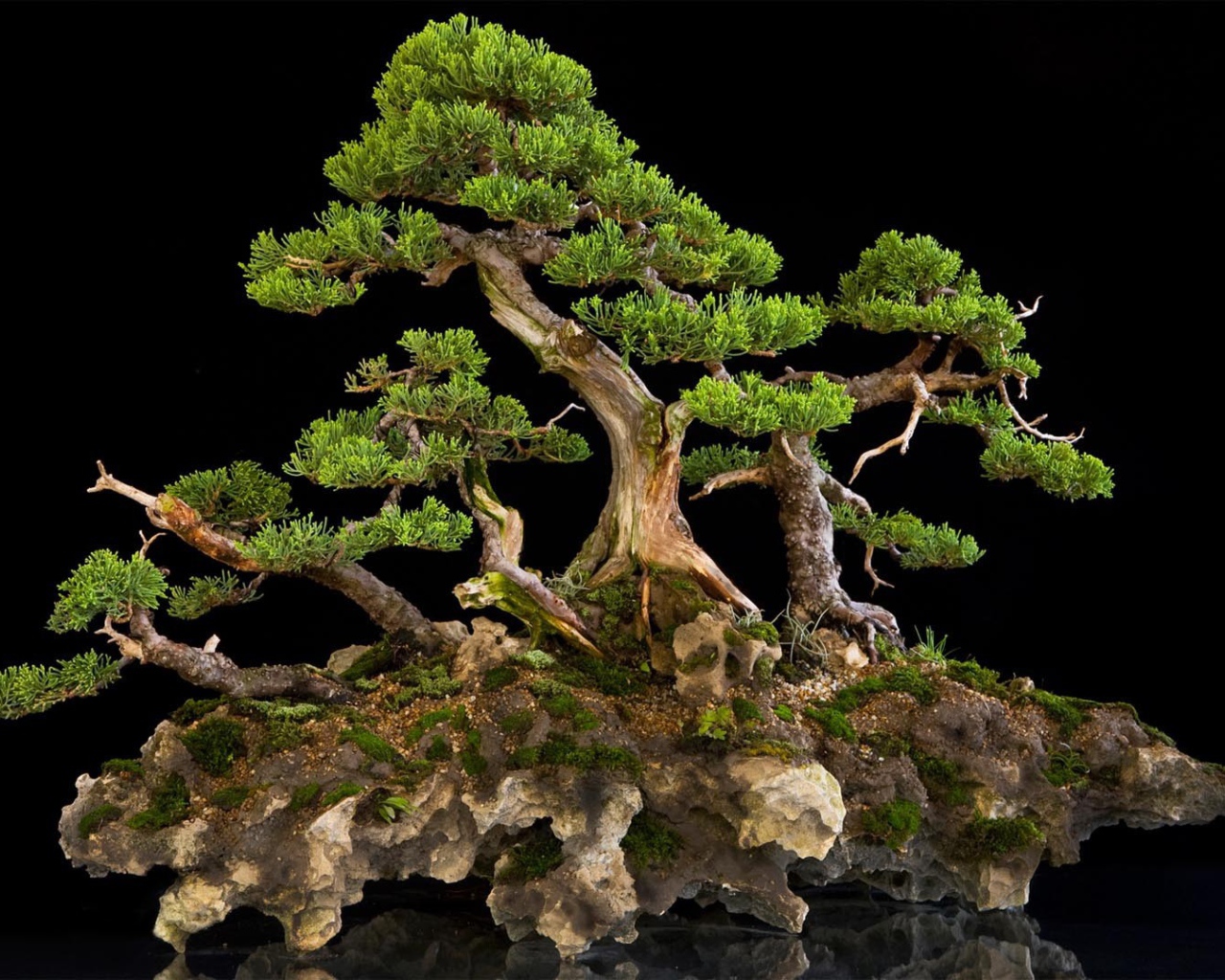 Красивый бонсай на черном фоне