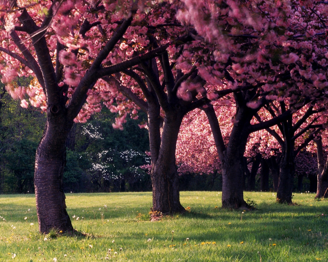 Красивое фото цветущих деревьев весной