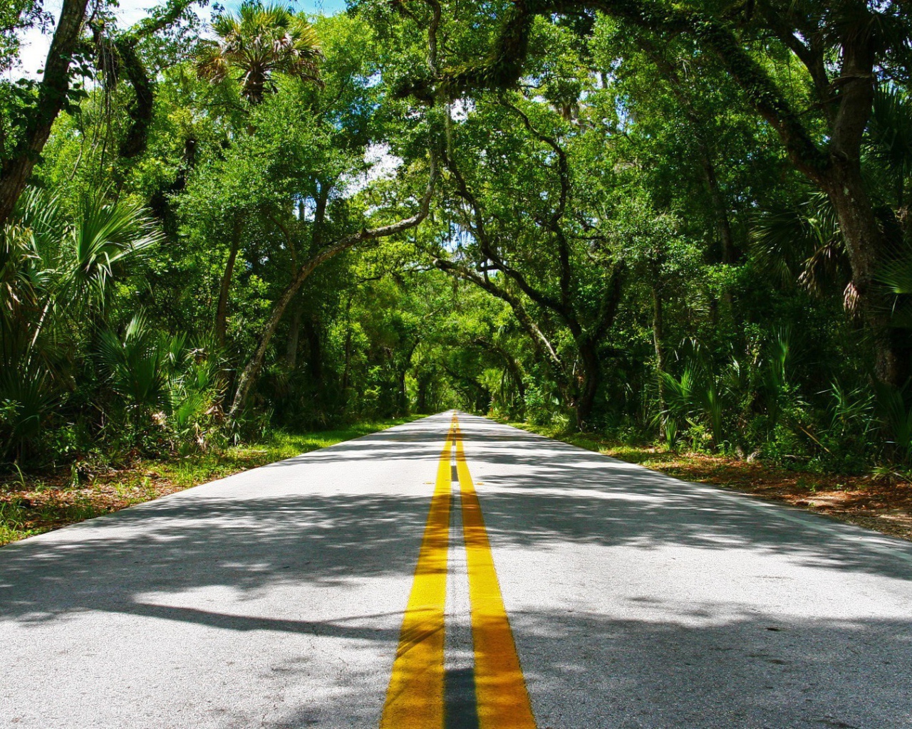 Красивая дорога в тропиках