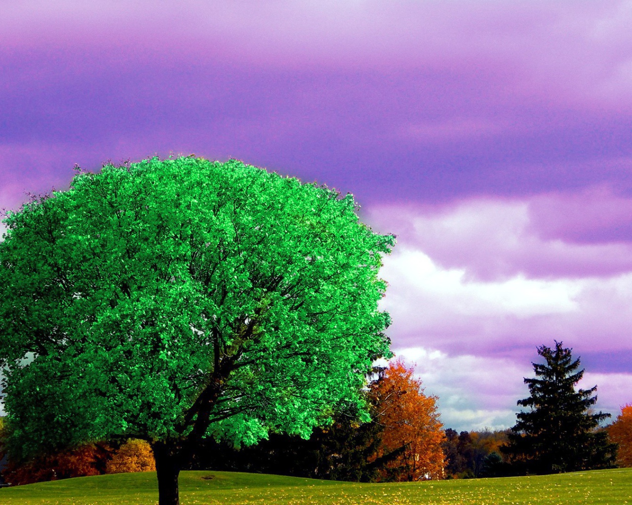 Ярко зеленое дерево на фоне осени