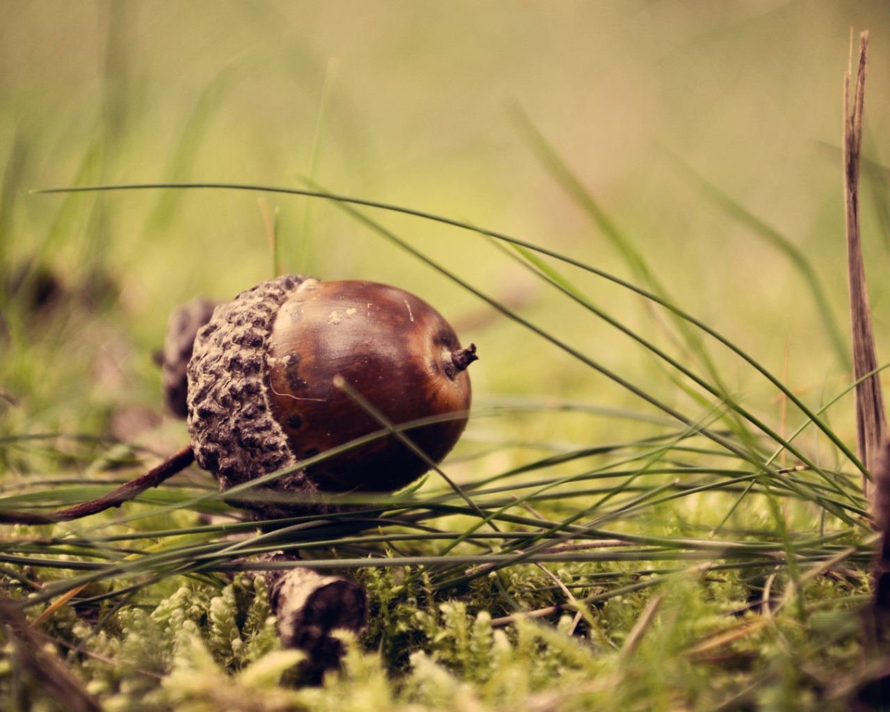 Коричневый желудь на траве