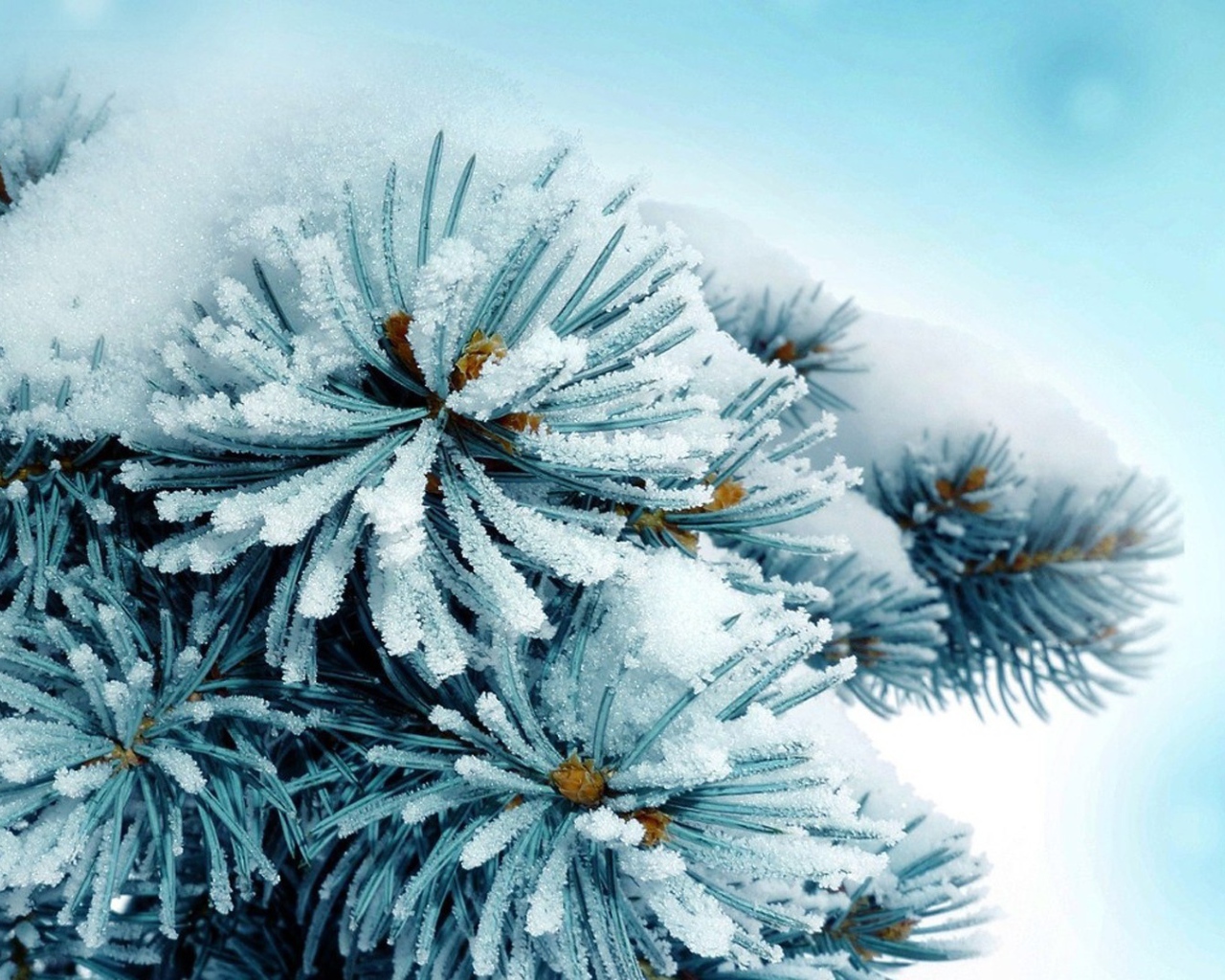 Елку припорошило снегом