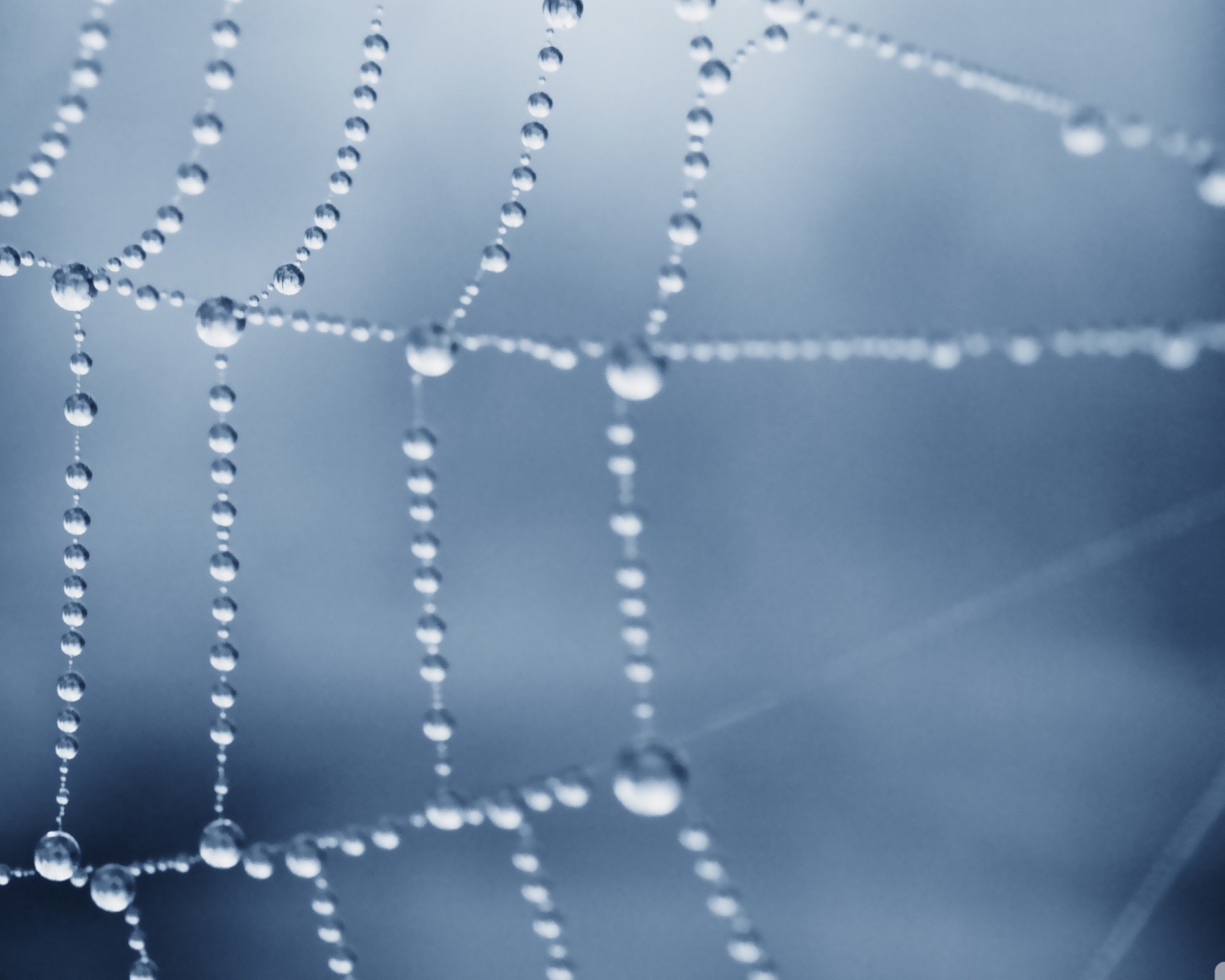 Роса покрыла паутину