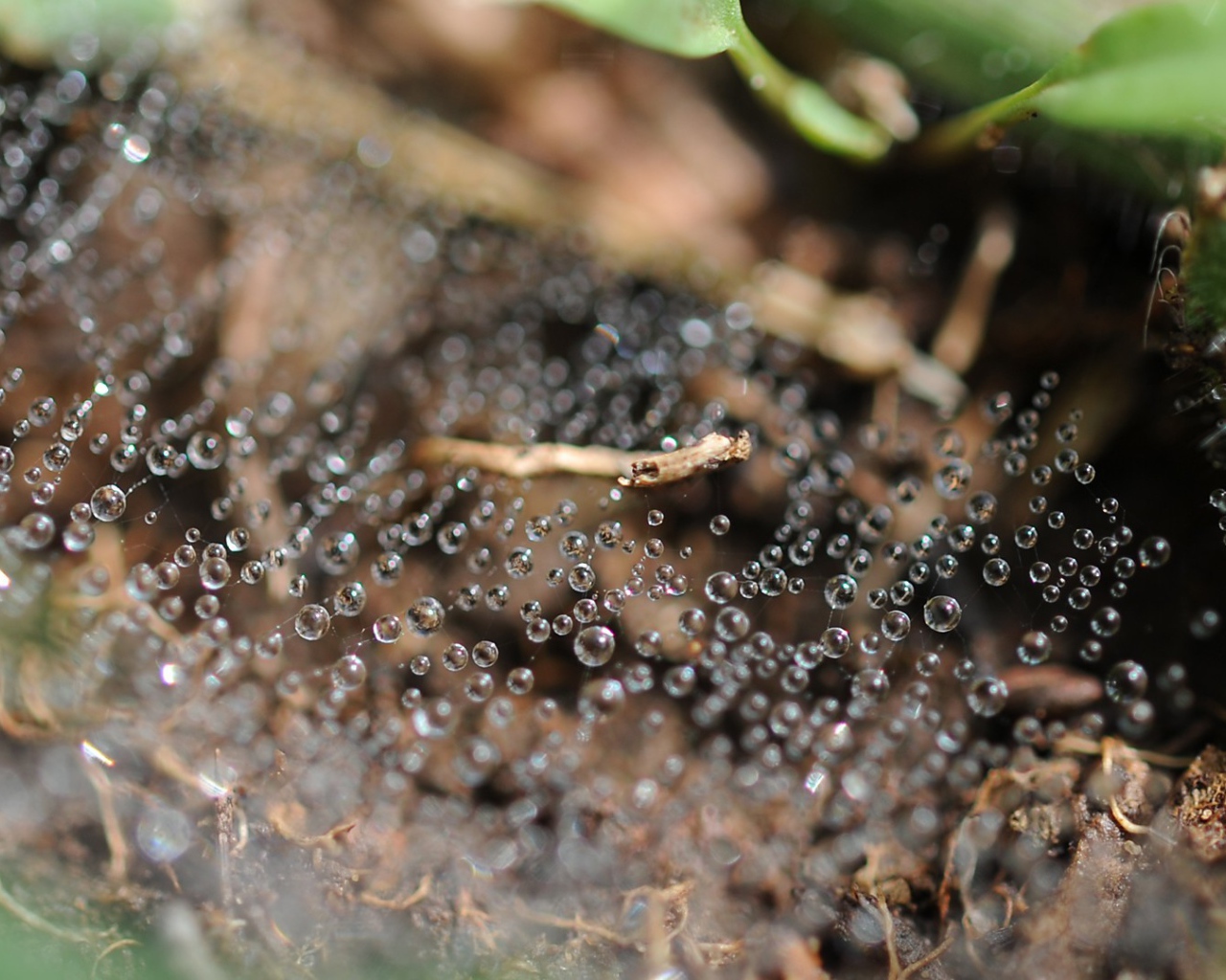 Капли росы на паутине