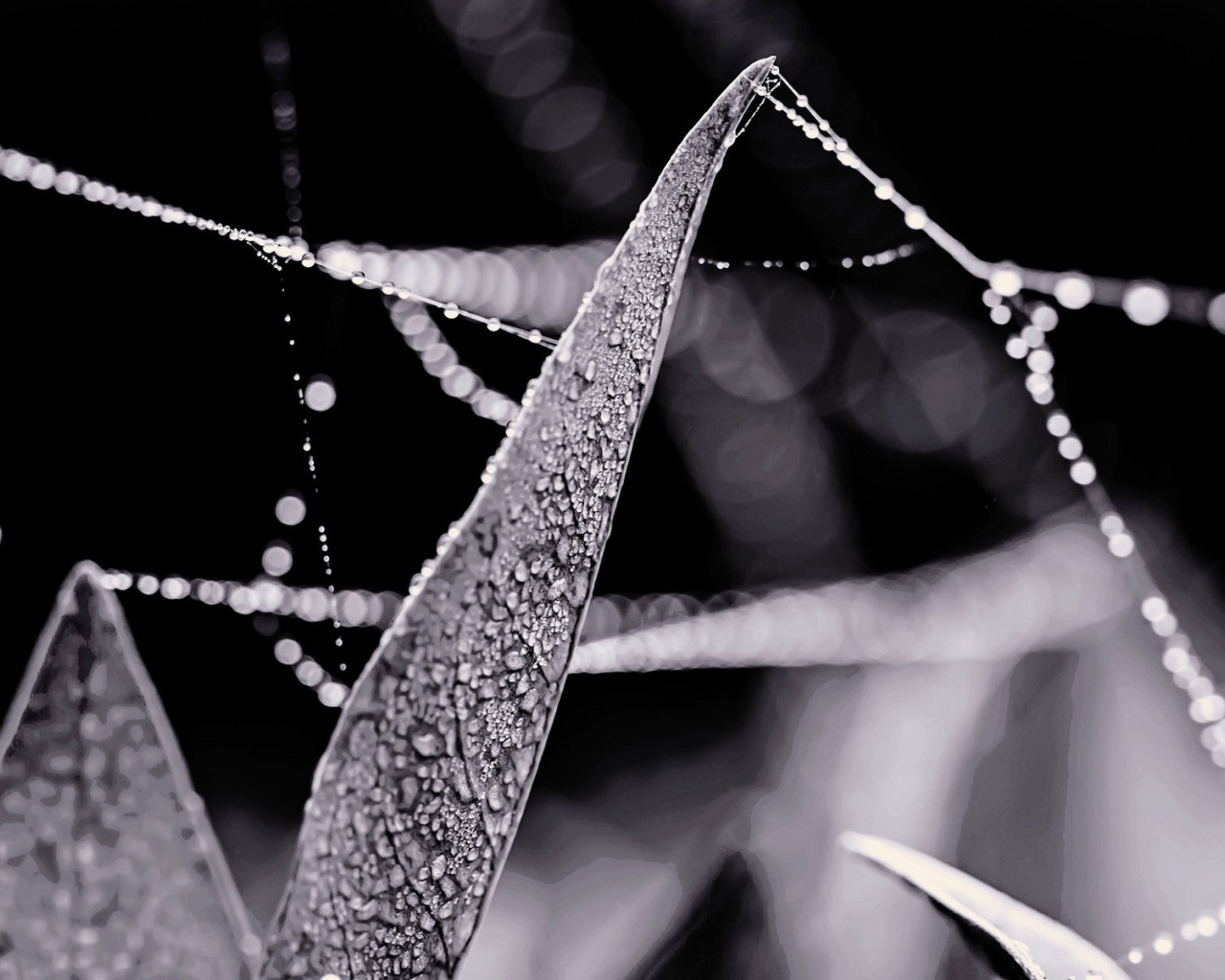 Роса на нитях паутины между травой