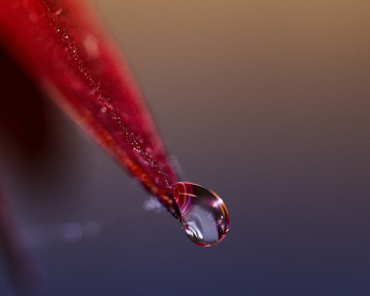 Капля стекает с красного лепестка