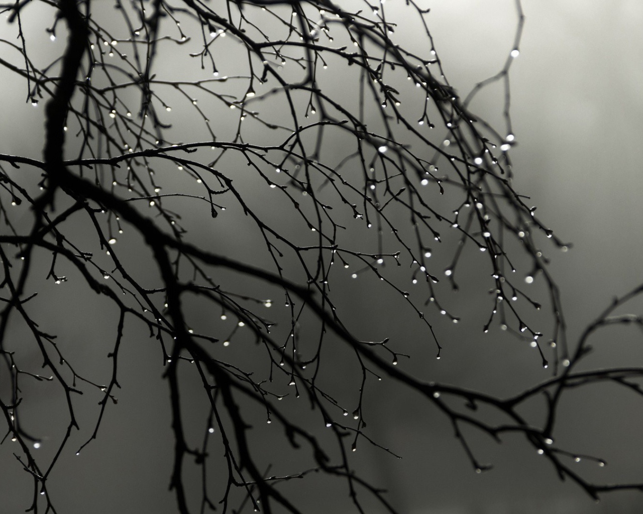 Капли воды на голых ветках дерева