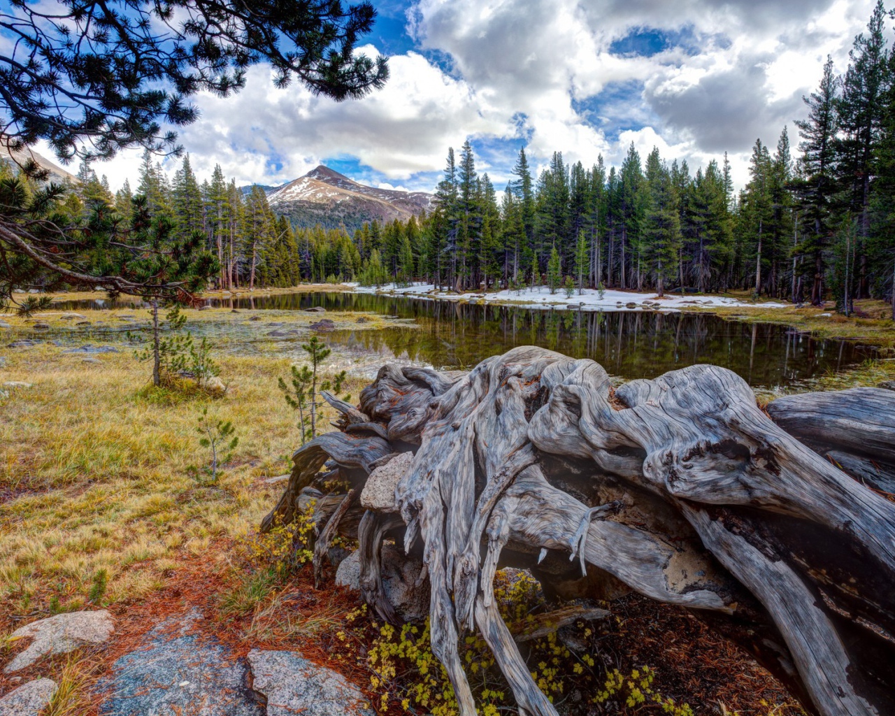 Сухие остатки деревьев