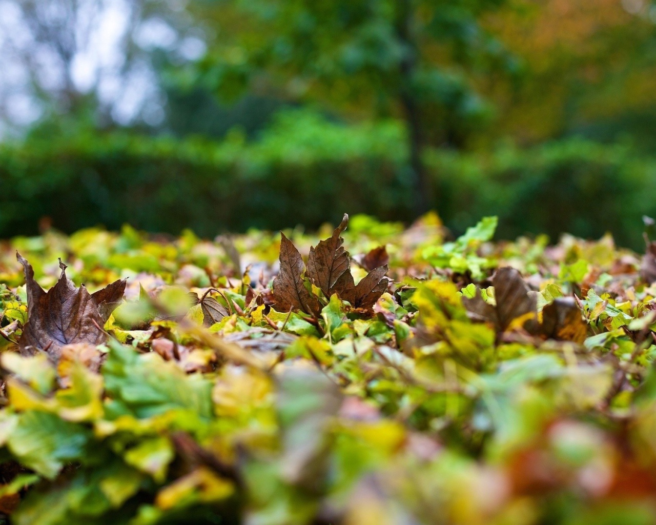 Опавшие листья на траве вблизи