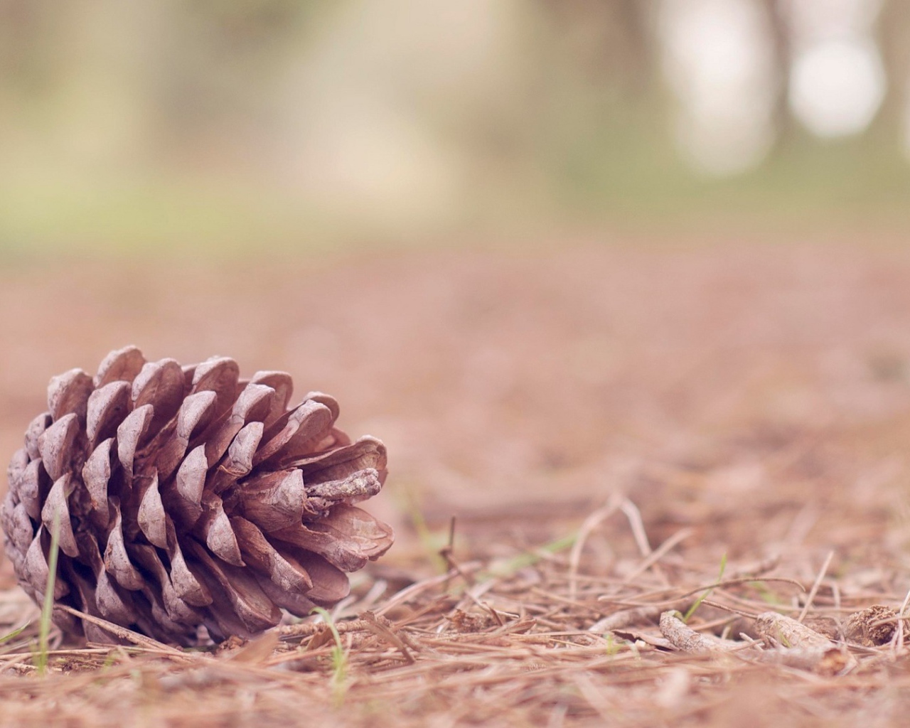 Еловая шишка на земле в лесу