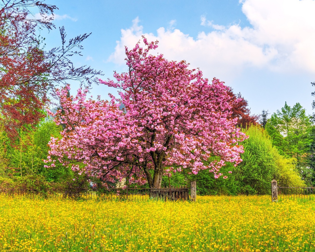 Плодовое дерево покрыто цветами