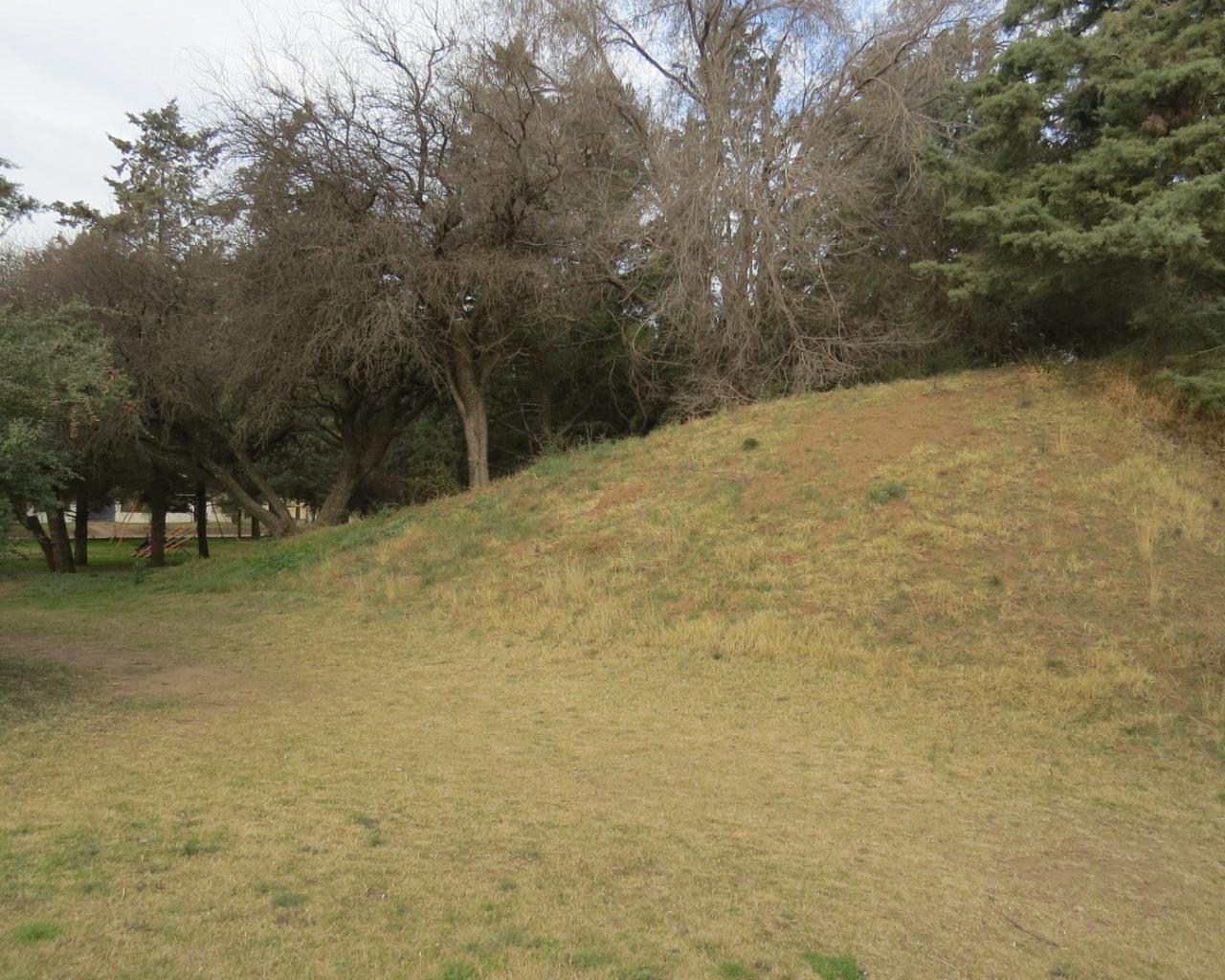 Холм с деревьями в парке