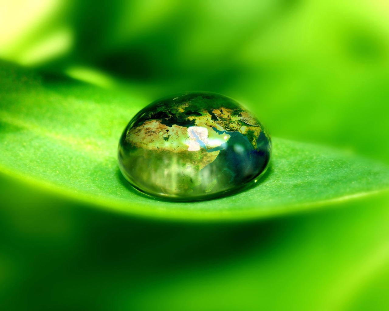 Большая капля на листике