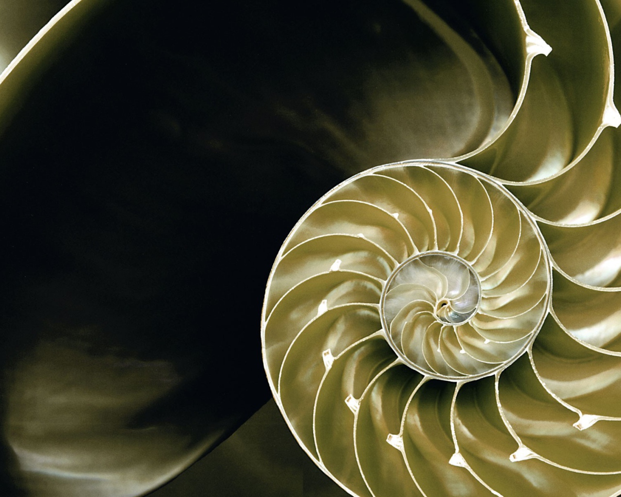 Большая ракушка в разрезе